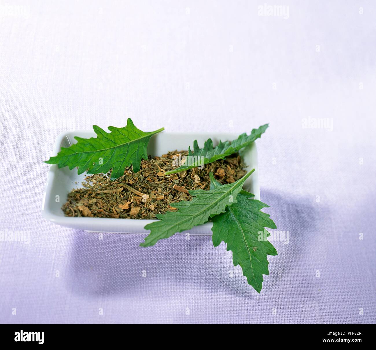 Epazote hires stock photography and images Alamy