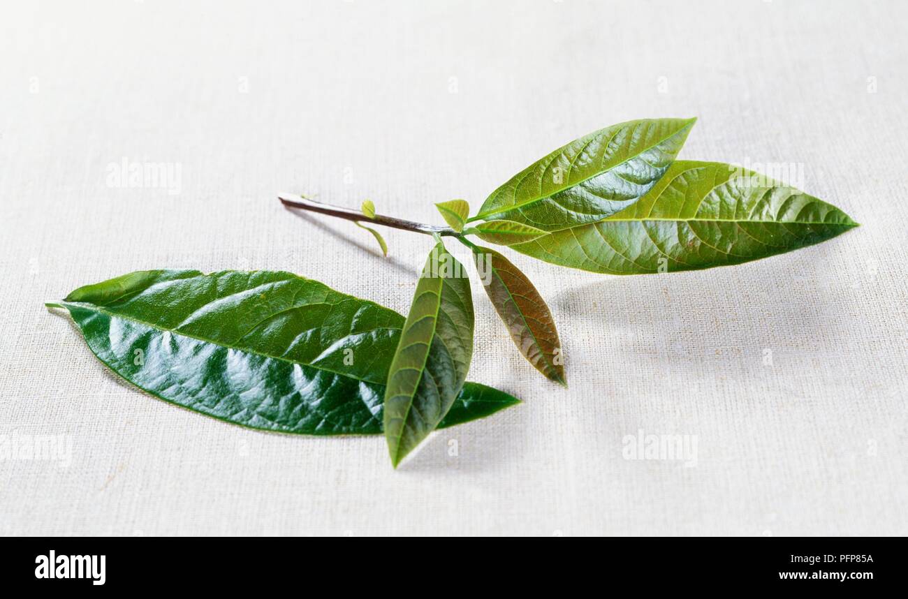 Persea americana (Avocado), fresh, glossy leaf sprig Stock Photo