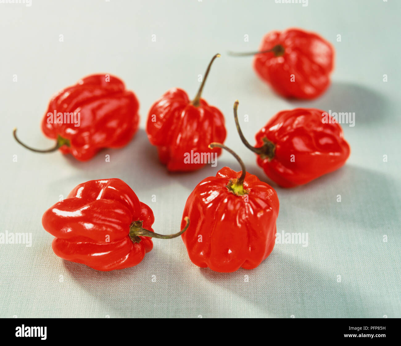 Capsicum chinense, red Jamaican Hot Peppers, close up Stock Photo Alamy