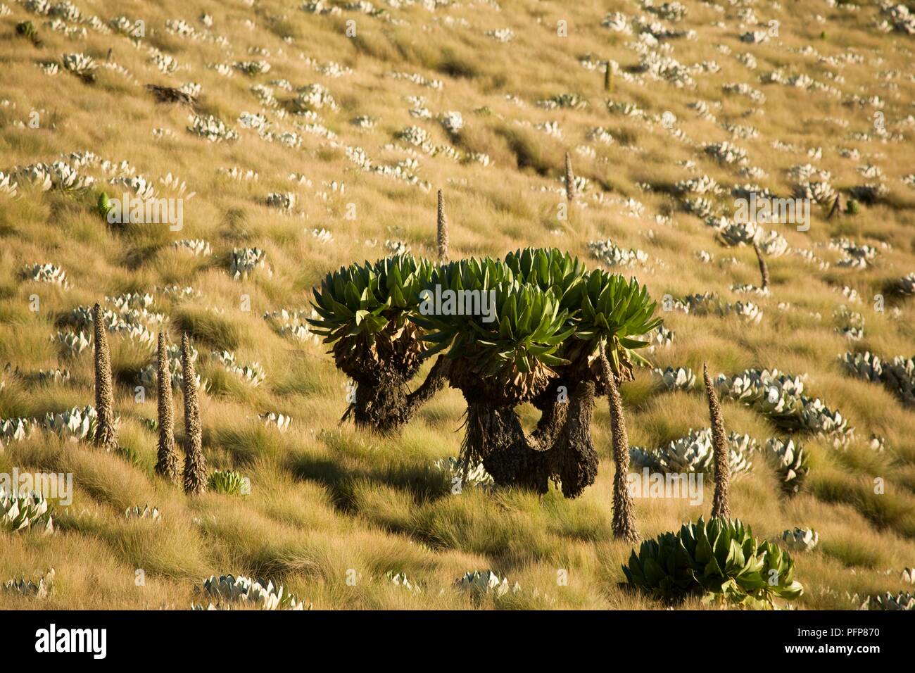 Kenya, Mount Kenya National Park, vegetation on grassy hillside, including Senecio sp. (Groundsel) and Lobelia sp. (Giant lobelia) Stock Photo