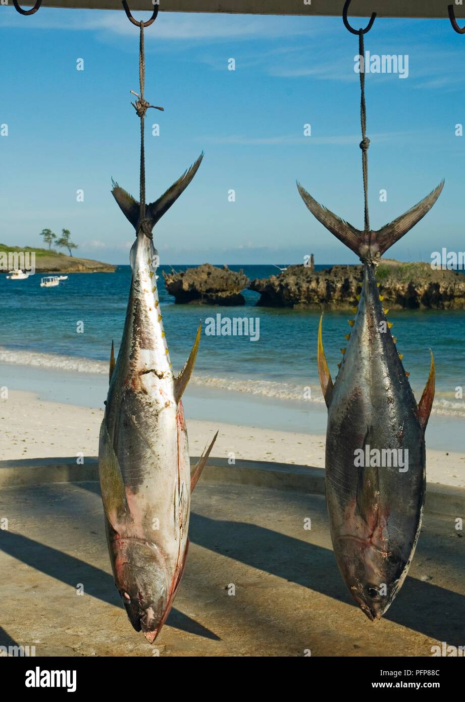 Kenya, Watamu, Hemingway's Resort, Yellowfin tuna (Thunnus albacares) hung on hooks to be weighed Stock Photo