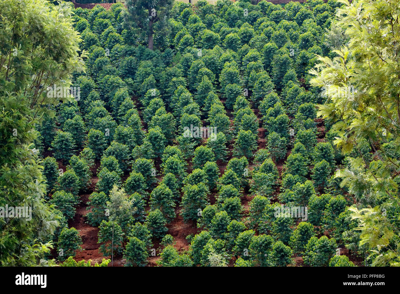 Kenya coffee plantation hires stock photography and images Alamy