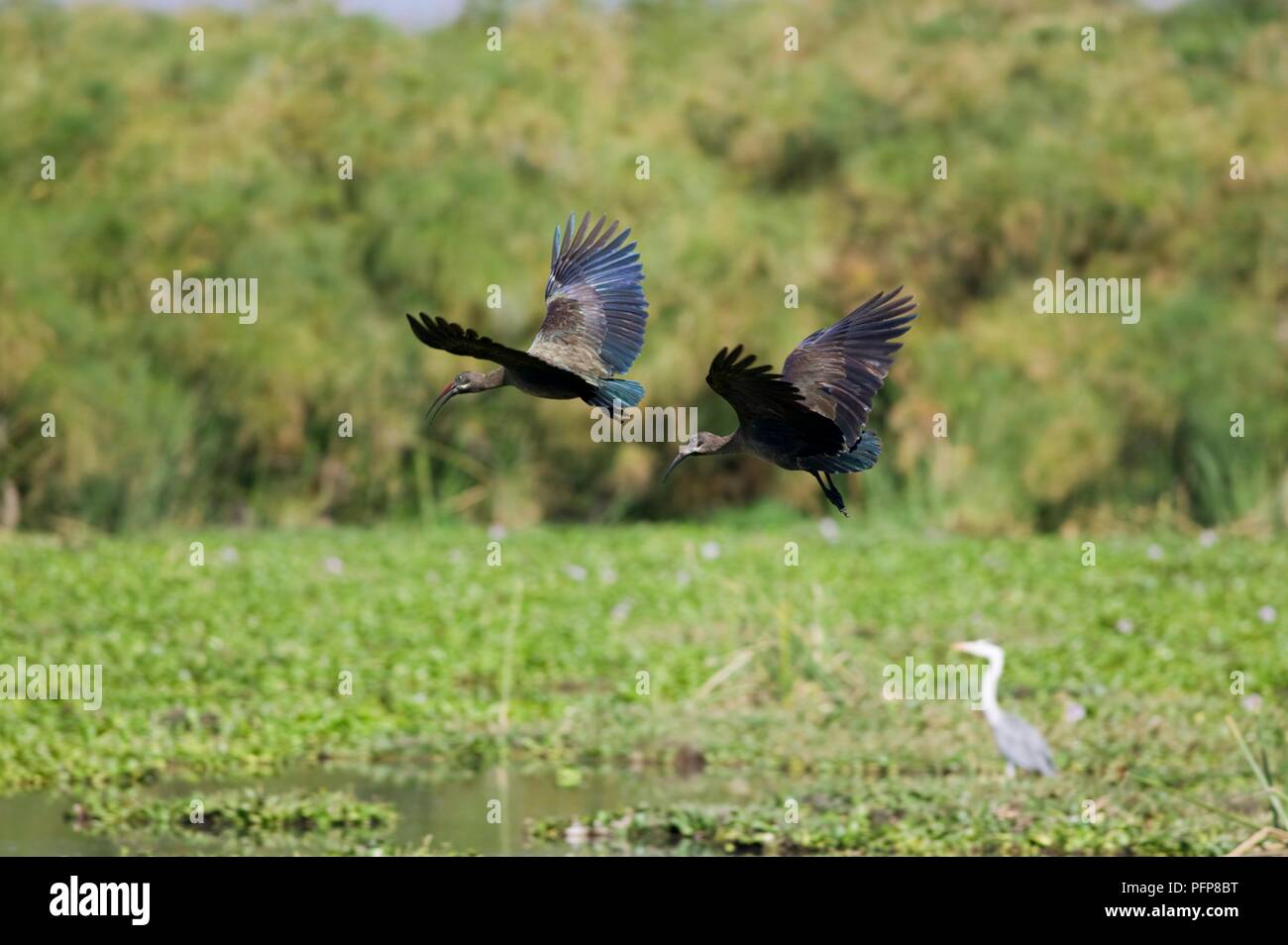 Kenya, Rift Valley, pair of Hadada ibises (Bostrychia hagedash) in flight along the shore of Crescent Island in Lake Naivasha Stock Photo