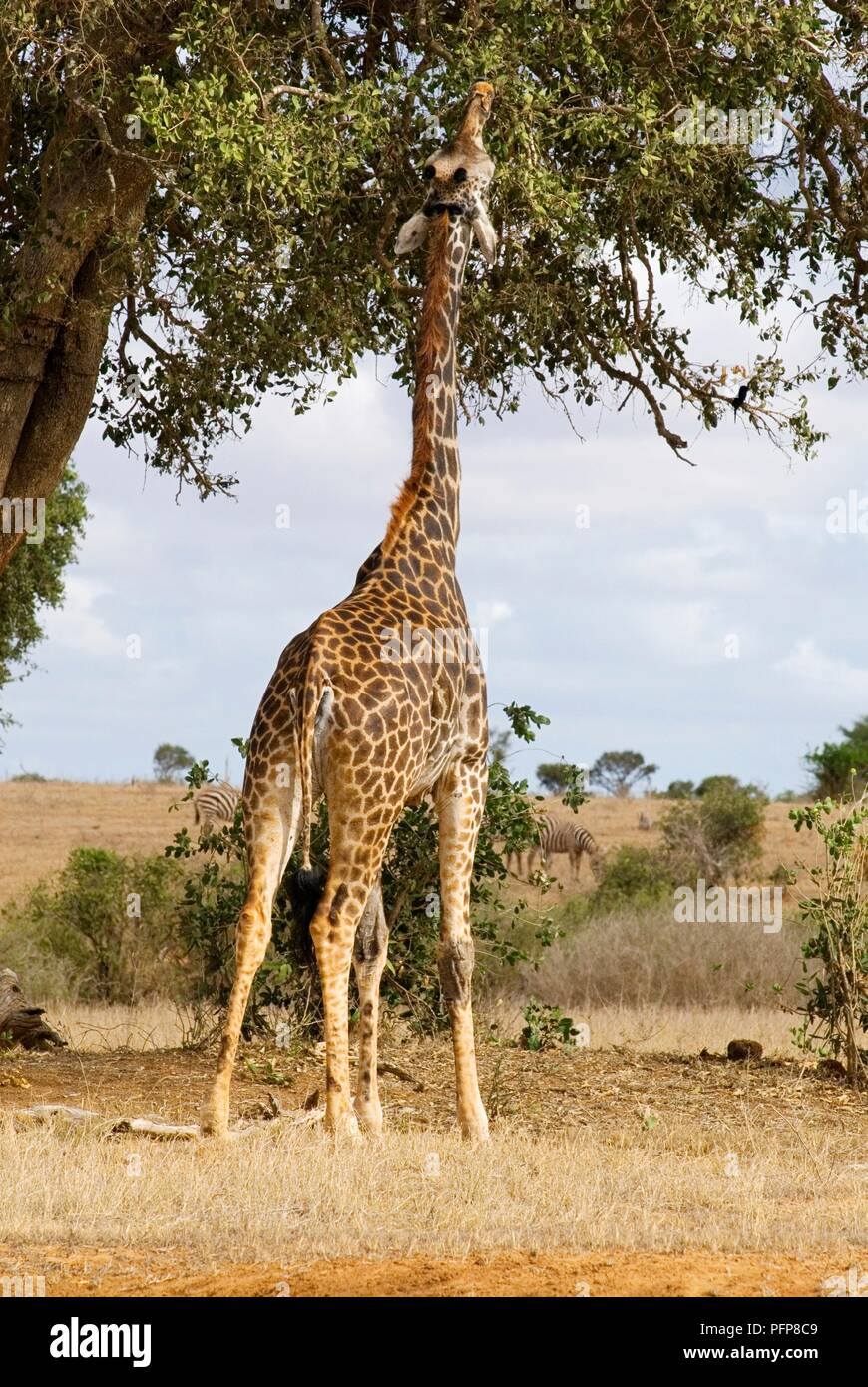 giraffes eating plants