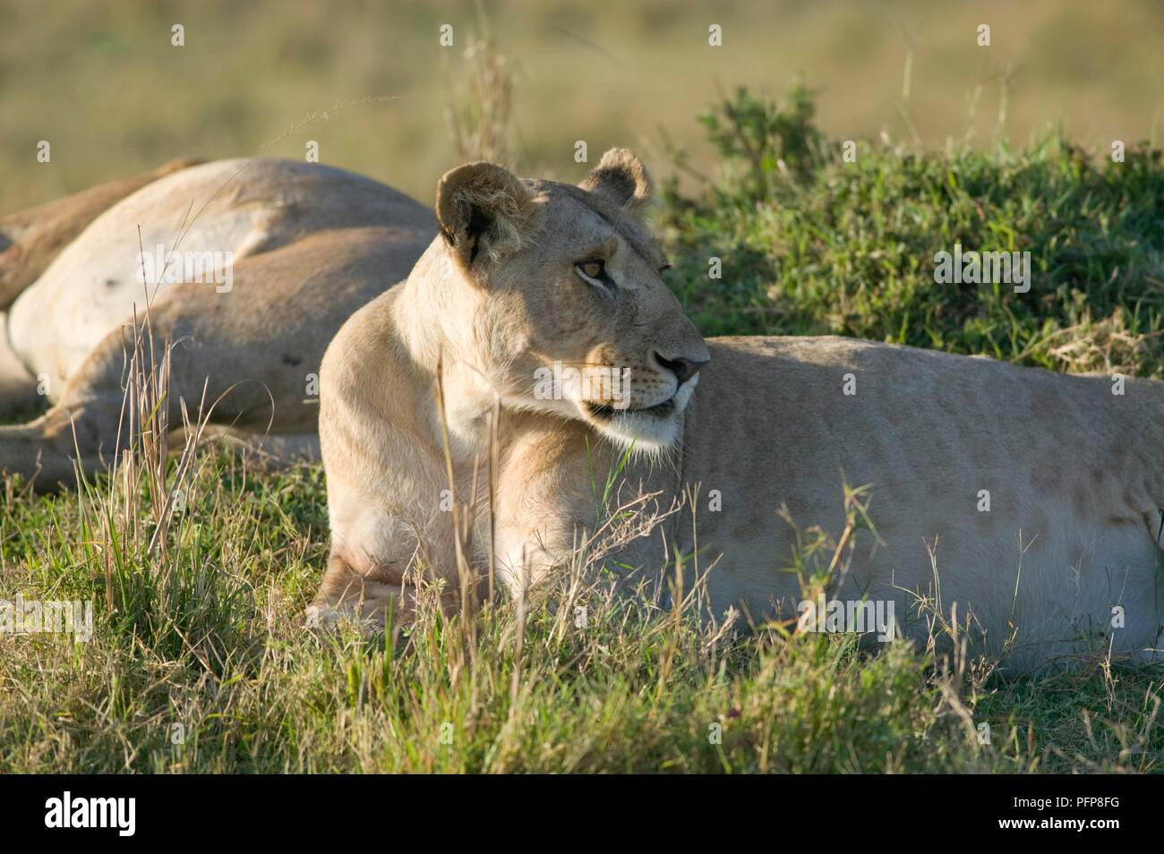 Kenya, Masai Mara National Reserve, lions resting in grass Stock Photo ...
