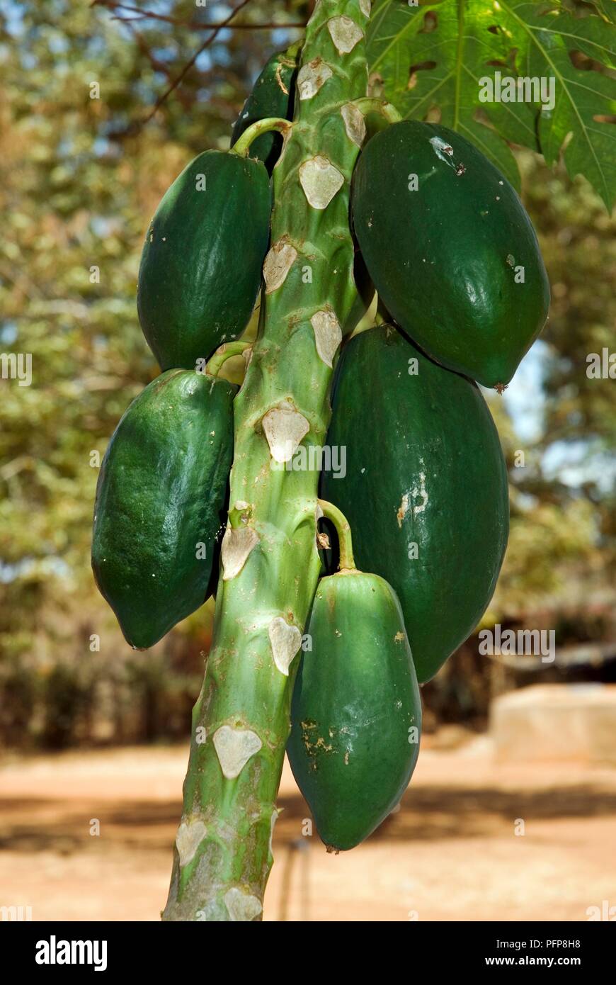 Kenya Tree Fruit Stock Photos & Kenya Tree Fruit Stock Images Alamy