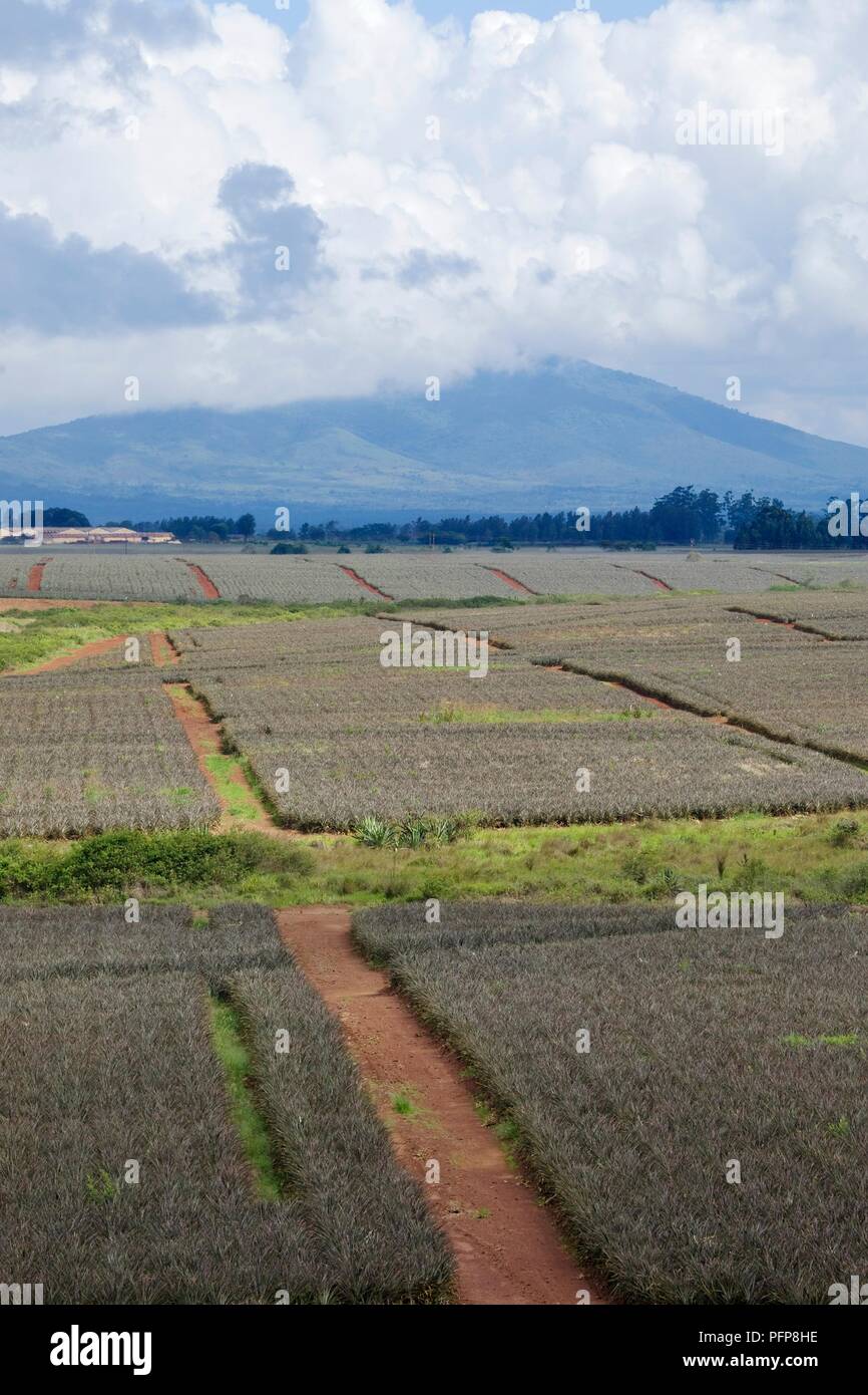 Kenya, near Thika, view across pineapple plantations Stock Photo