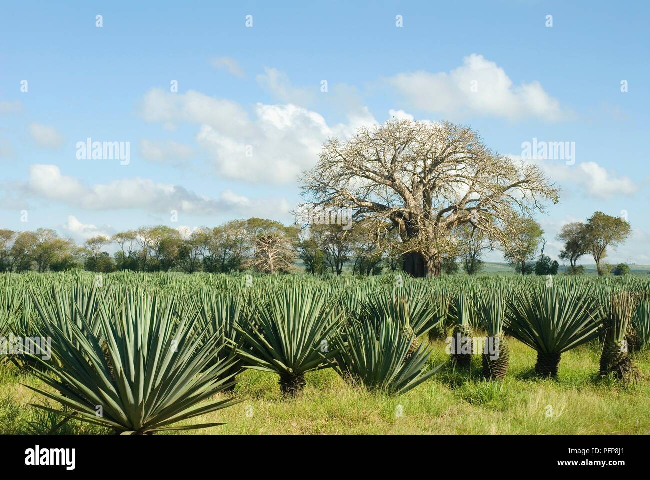 Africa, Kenya, sisal plantation near Vipingo Stock Photo