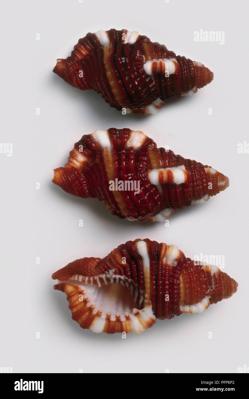 Robin redbreast triton (Cymatium rubeculum) shells Stock Photo