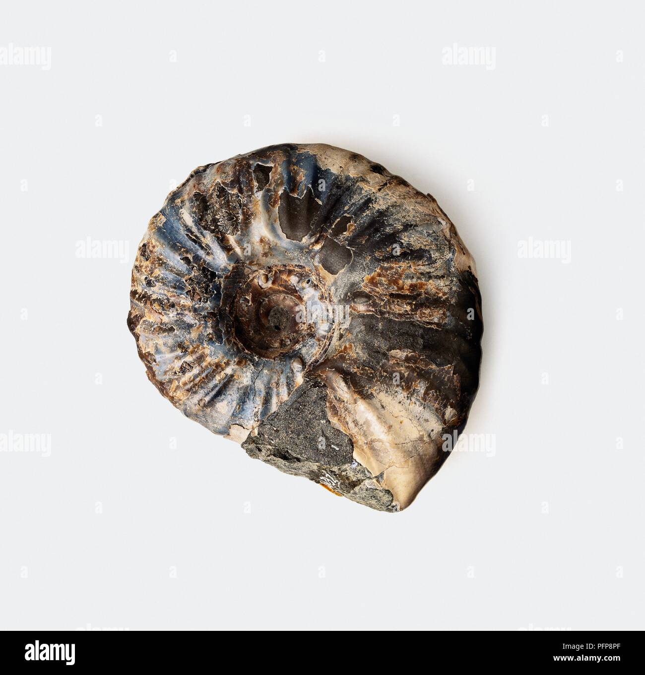 Pachydiscus (Ammonite) shell fossilised in limestone, Cretaceous era