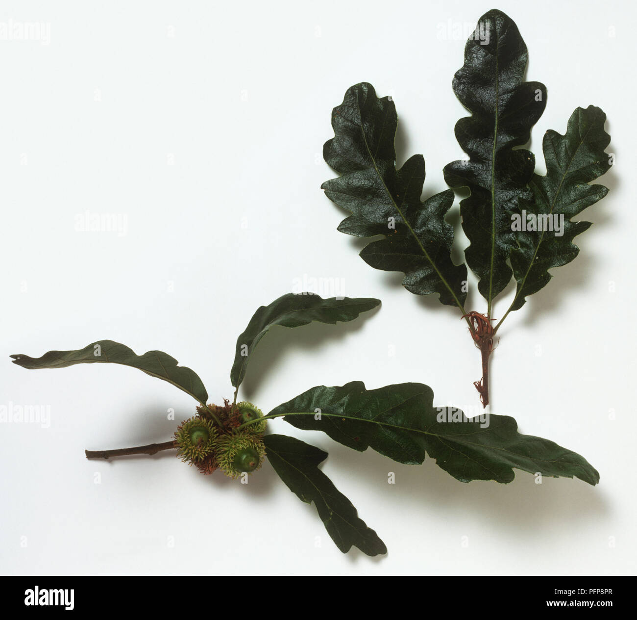Quercus cerris (Turkey Oak) dark green leaves on stem and leaves with cluster of unripe acorns Stock Photo