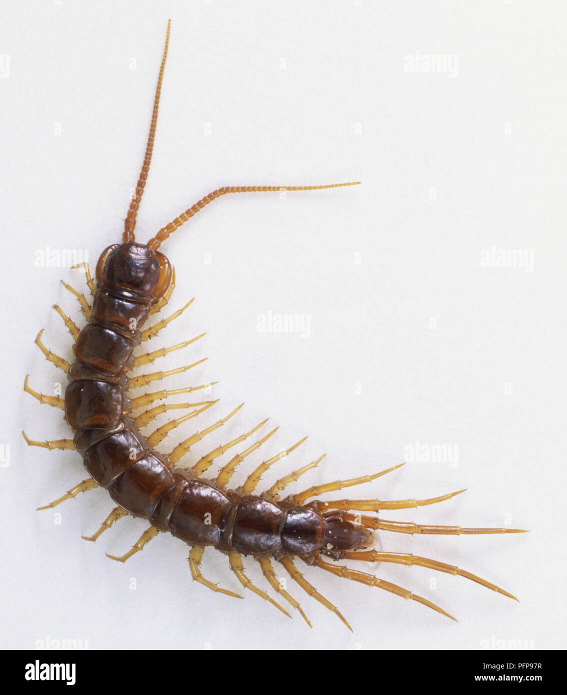 Common European Centipede (Lithobius forficatus), close up Stock Photo