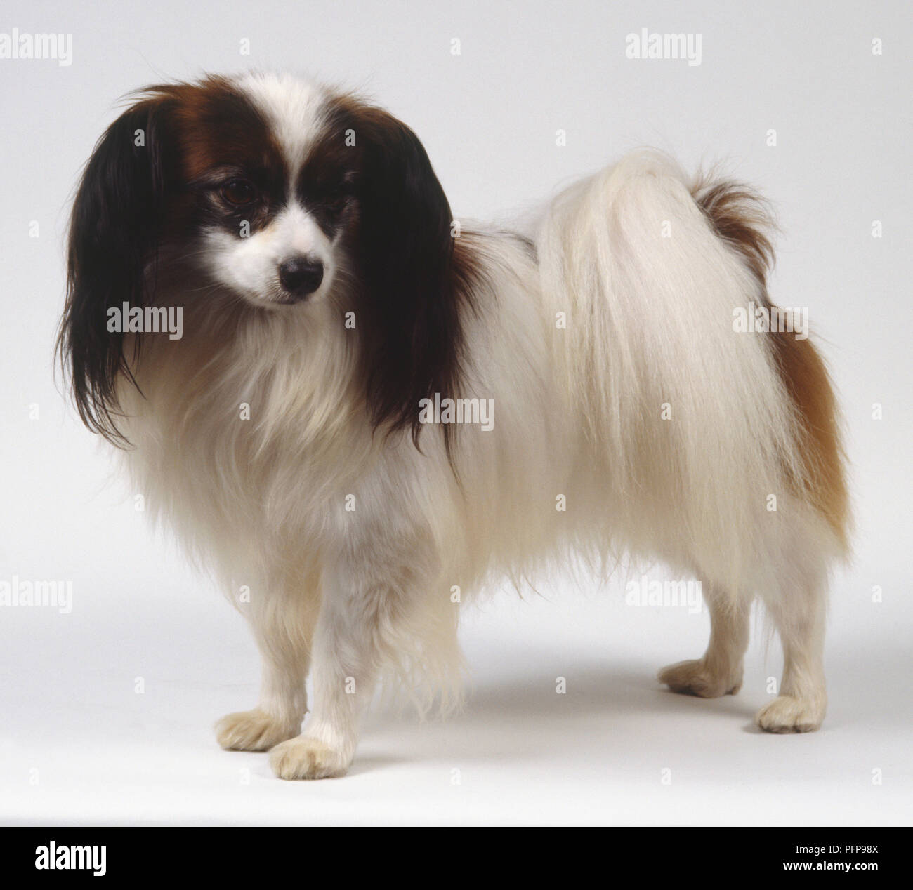 A Continental Toy Spaniel Phalene With Long Full Ears And Silky