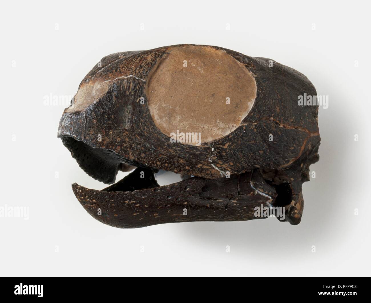 Puppigerus (Marine turtle), a type of anapsid reptile, fossilised skull, Eocene era Stock Photo