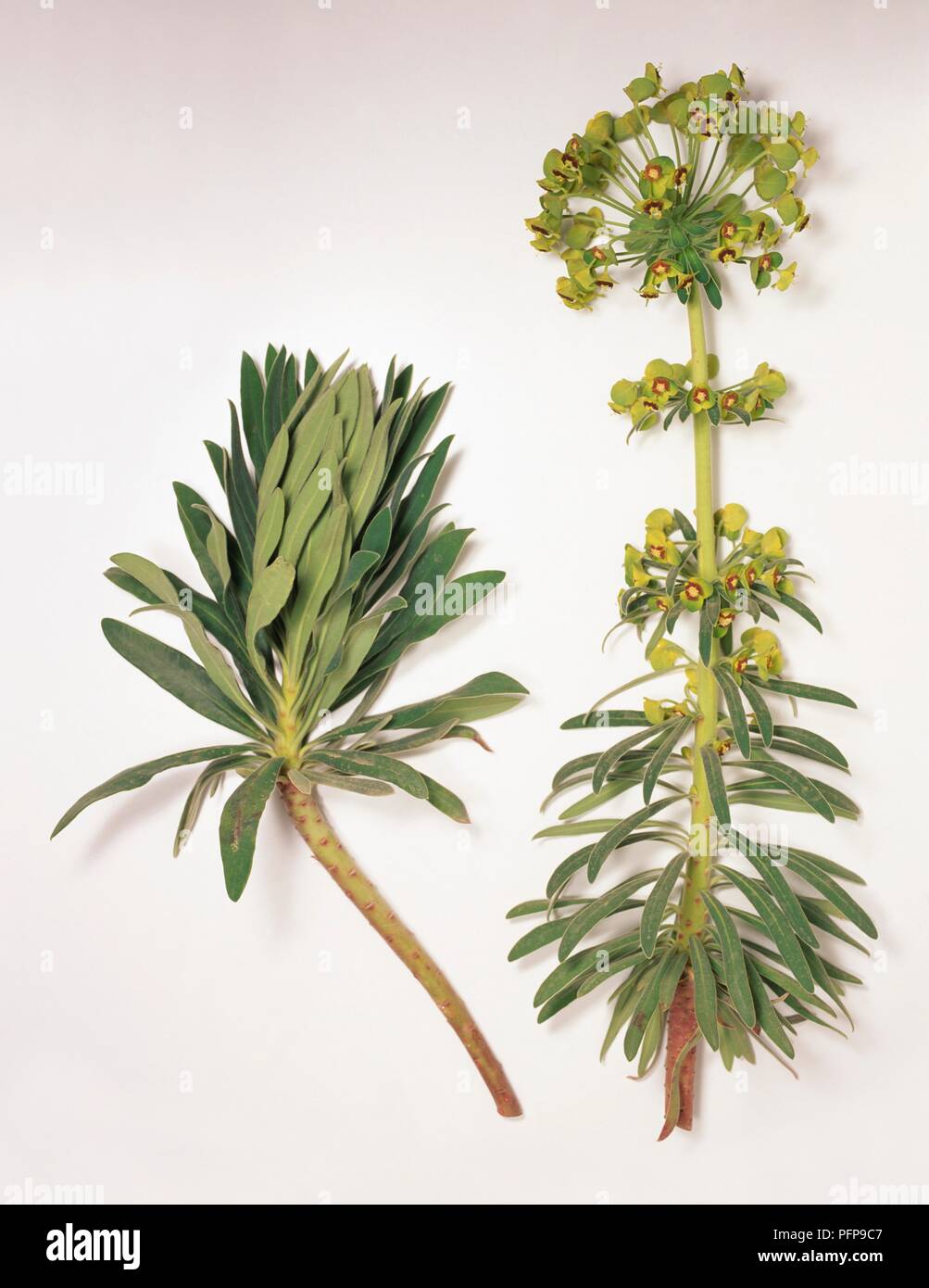 Euphorbia characias (Large Mediterranean Spurge) with flowers and leaves on long stems Stock Photo