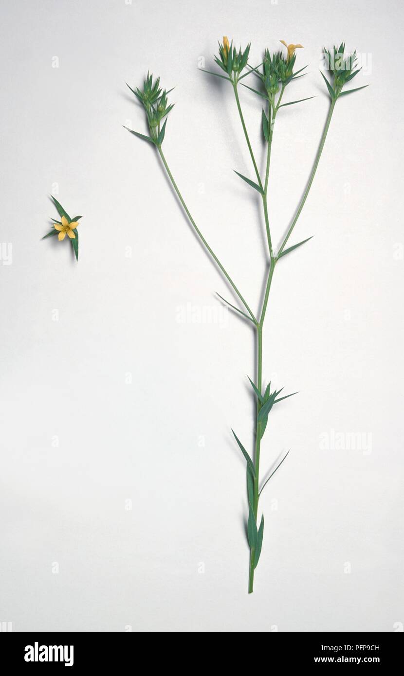 Linum strictum (Upright Yellow Flax) with yellow flowers and leaves on long stem Stock Photo