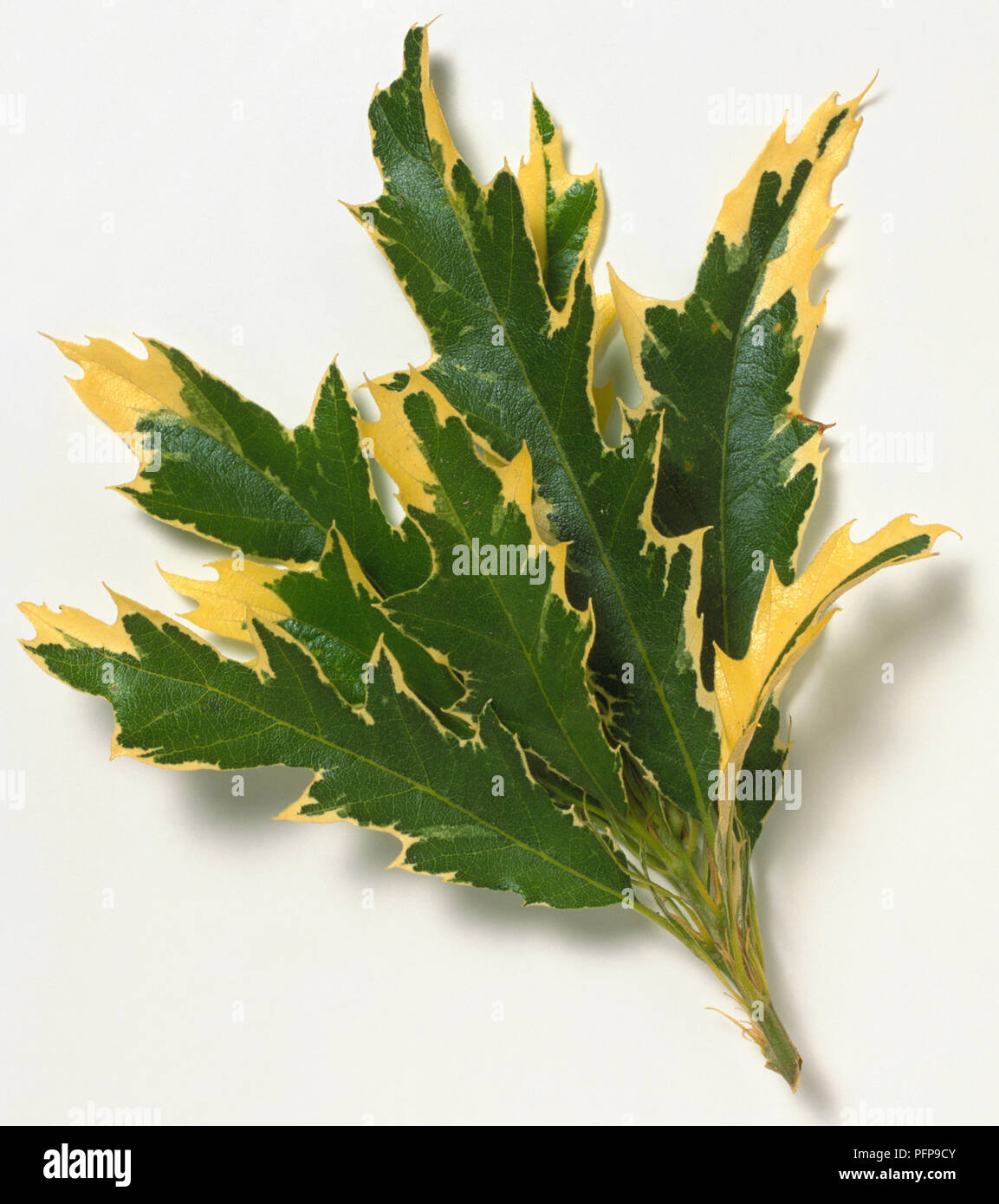 Fagaceae, Quercus cerris 'Variegata', Turkey Oak, deeply lobed, untoothed green leaves with yellow margins. Stock Photo