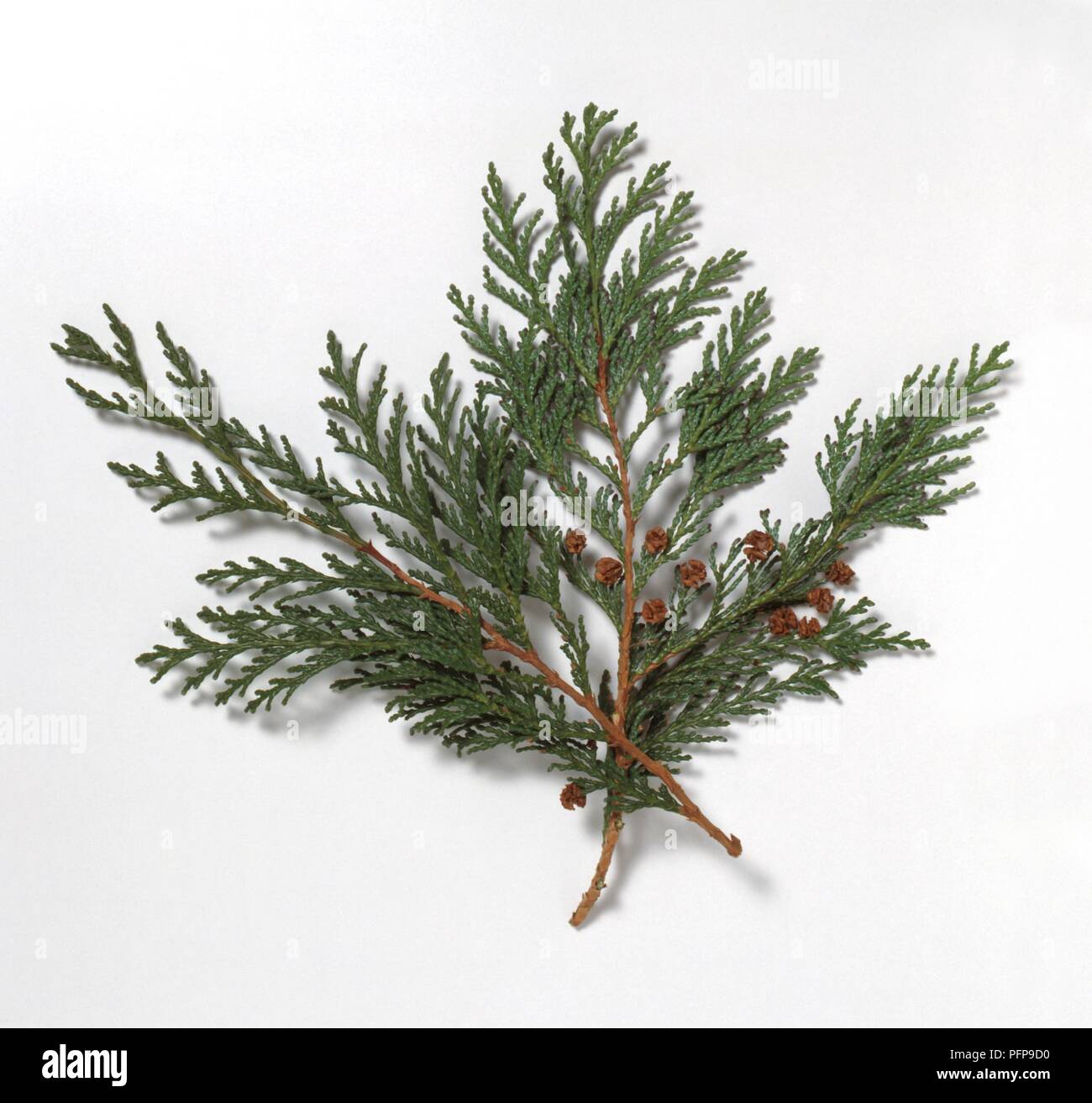 Chamaecyparis pisifera (Sawara cypress), stems with green leaves and tiny cones Stock Photo