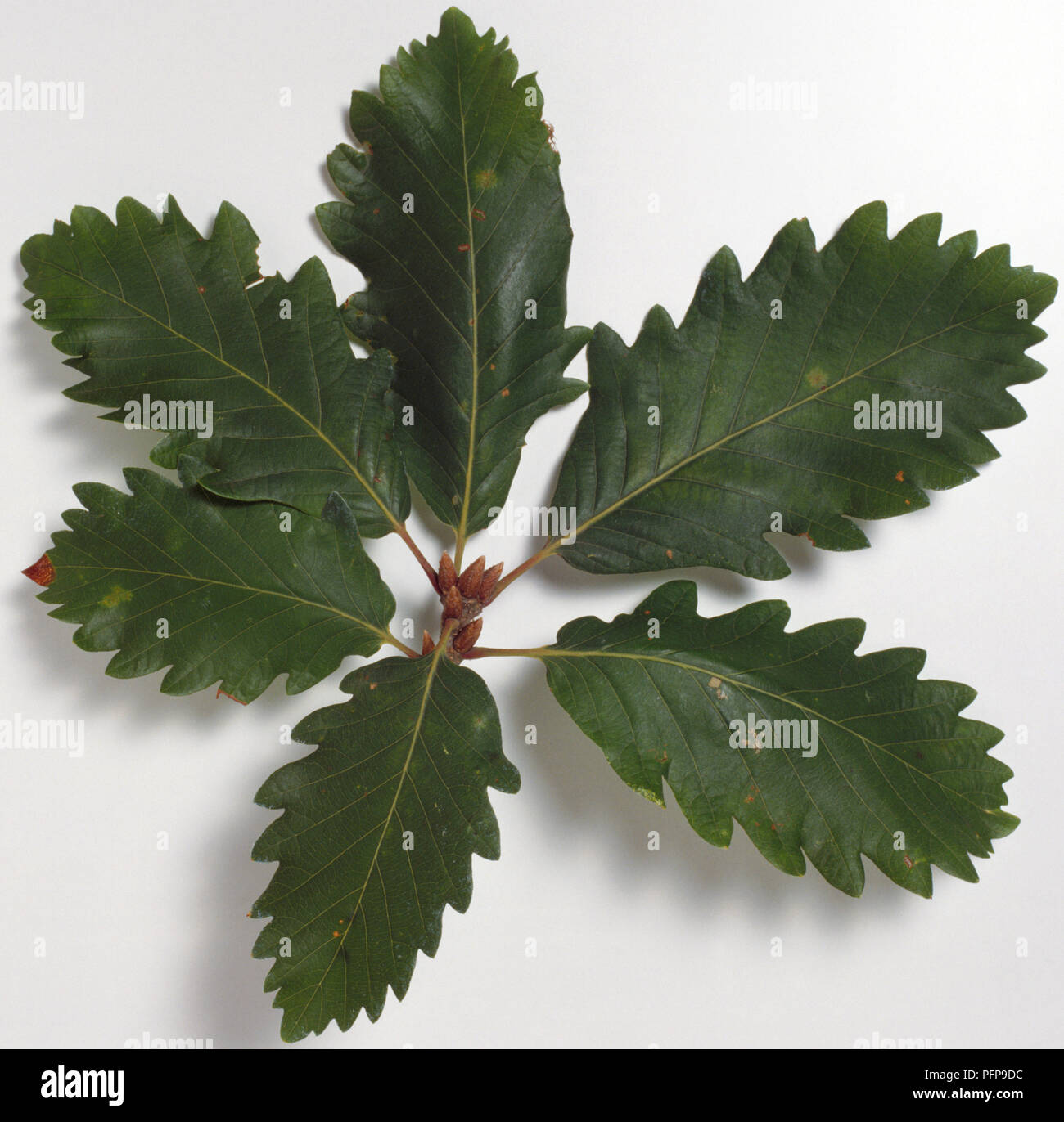 Fagaceae, Quercus canariensis, Algerian Oak, dark, smooth, obovate leaves with prominent lobes, above view. Stock Photo