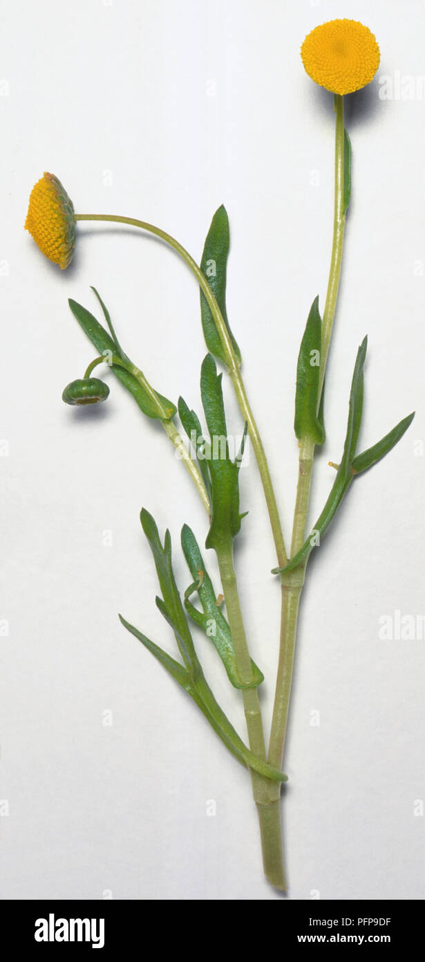 Brass Buttons (Cotula coronopifolia) - Plants for Ponds – Plants