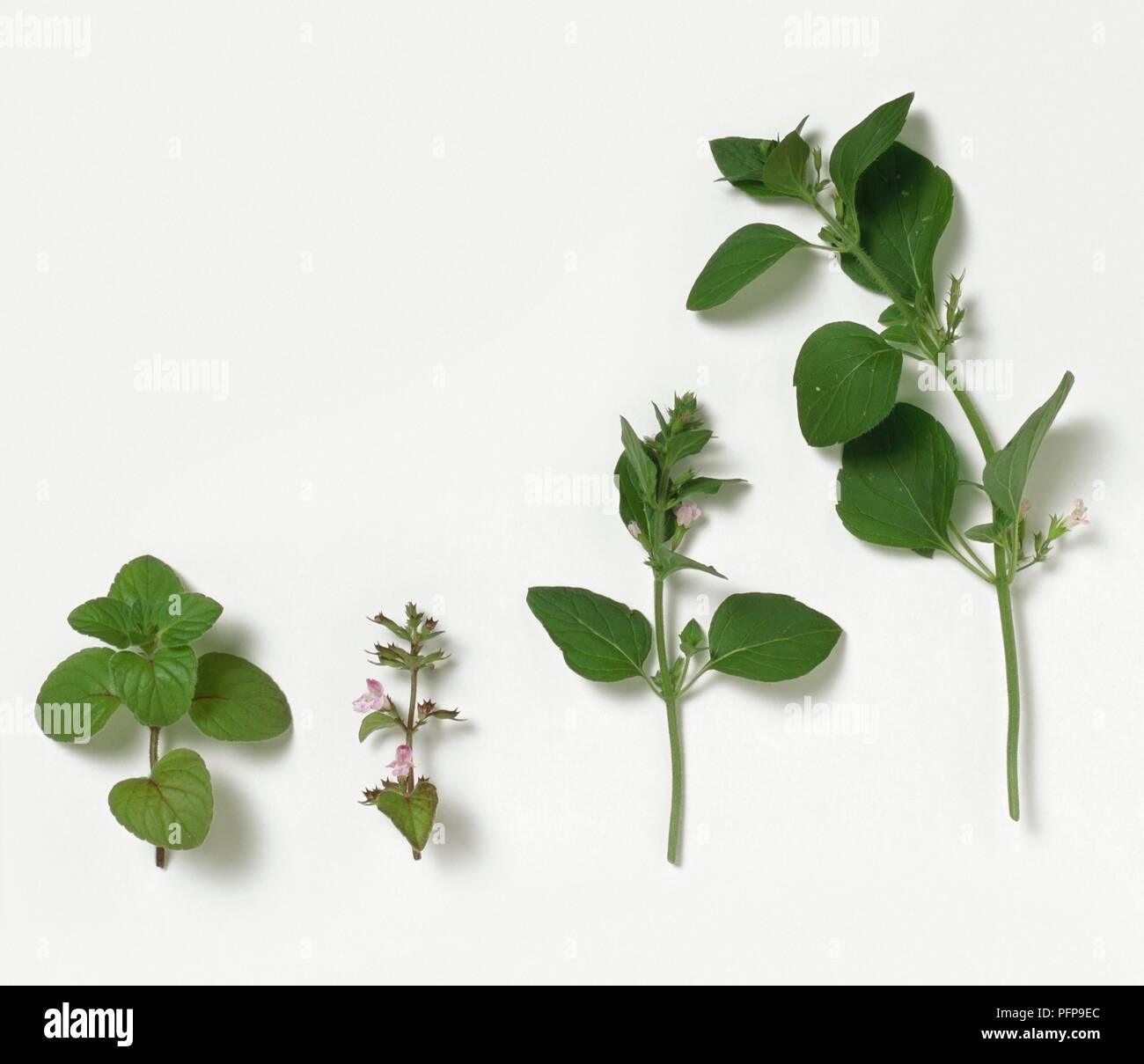 Calamintha sylvatica (Calamint), four sprigs with leaves and flowers Stock Photo