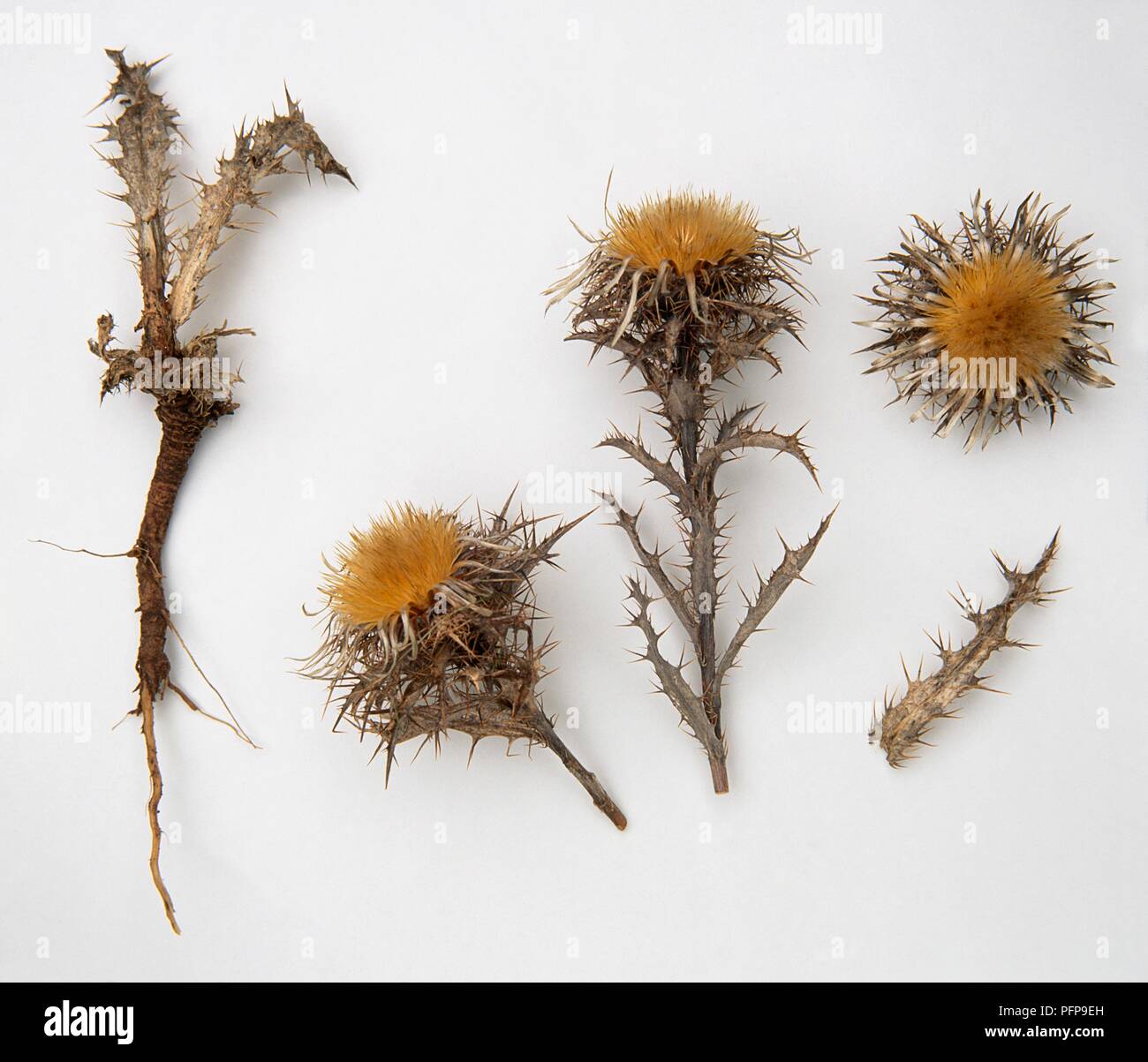 Carlina vulgaris (Carline thistle), roots, leaves and flower heads Stock Photo