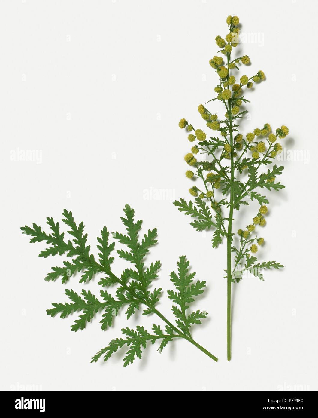 Artemisia annua (Sweet Wormwood) with green leaves and small yellow  flowerheads on stems Stock Photo - Alamy