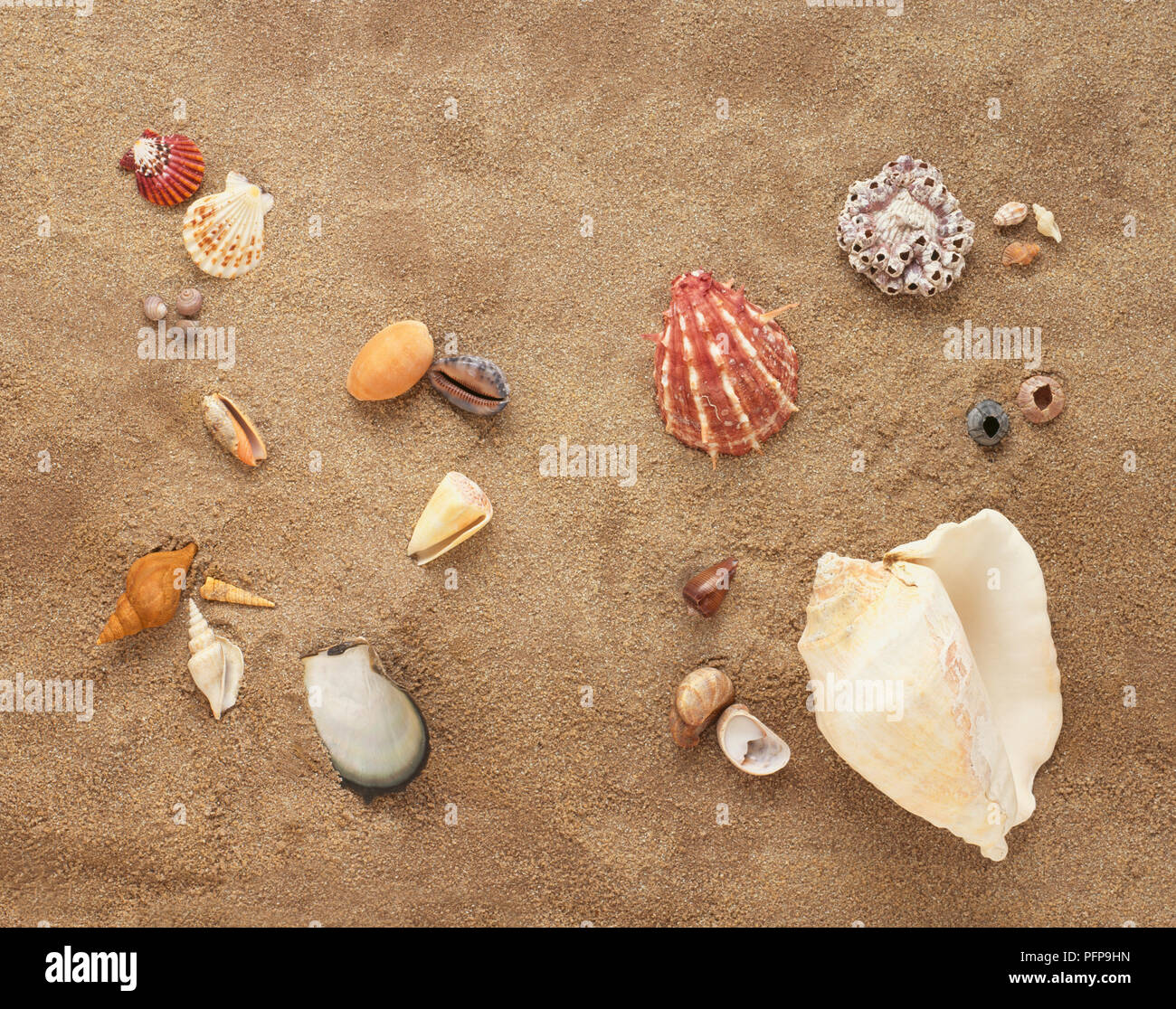 Types Of Seashells