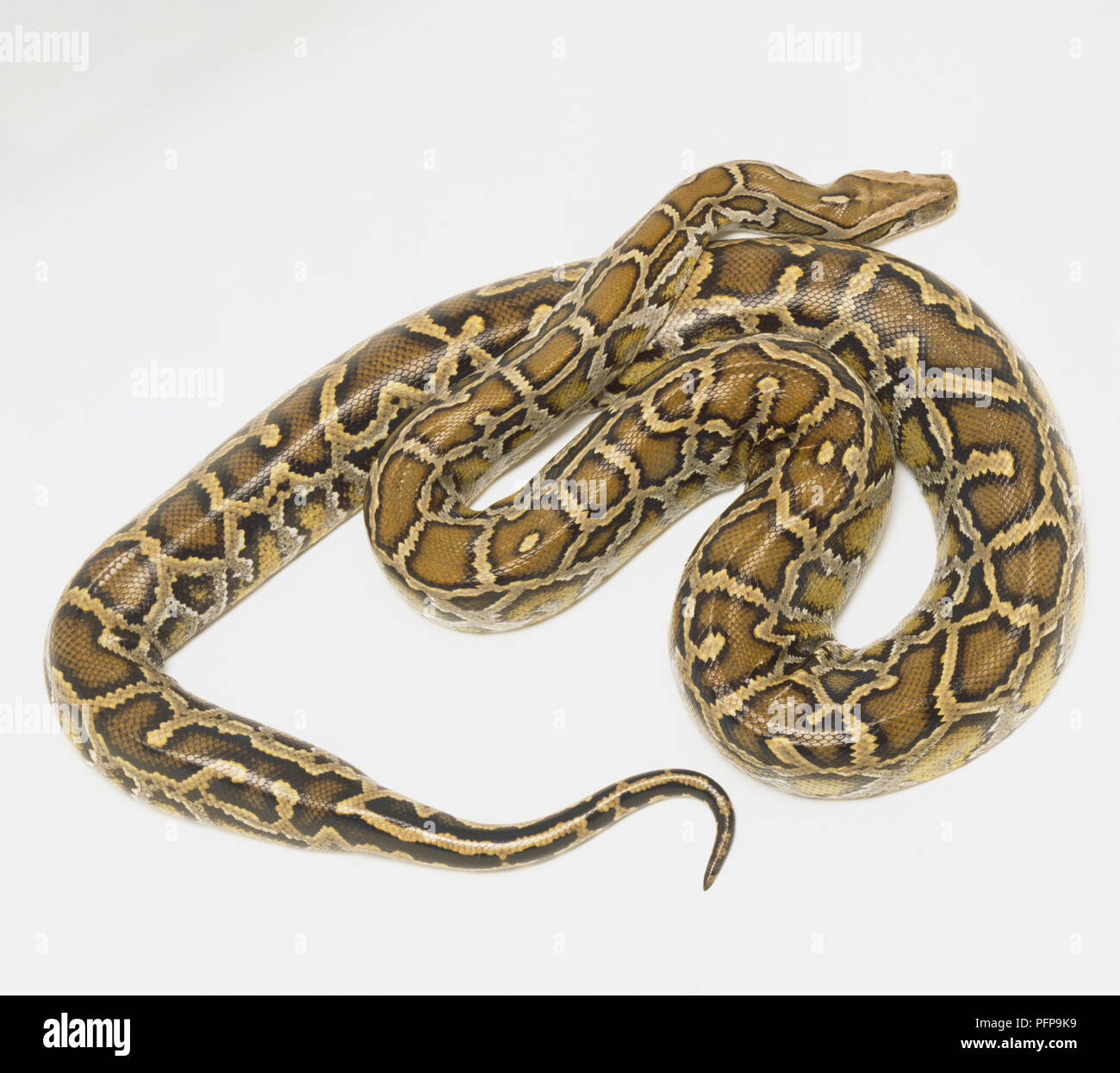 Overhead view of a coiled Burmese Python showing the rich skin colours ...