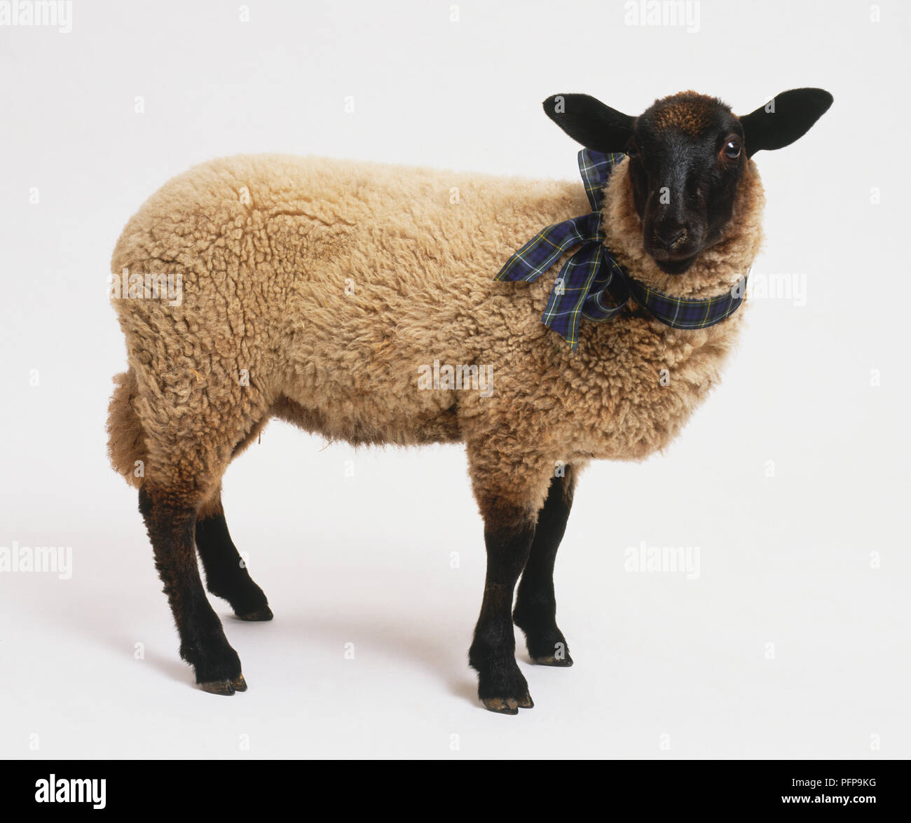 Lamb with bow around its neck standing in profile. Stock Photo