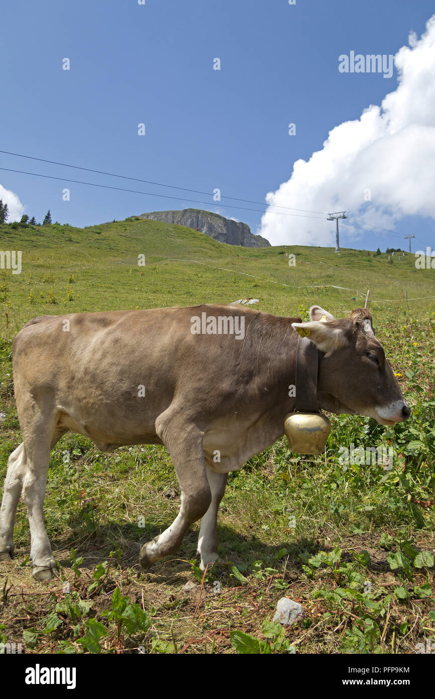 cattle with bell below the summit, Hoher Ifen near Hirschegg, little Walser valley, Austria Stock Photo