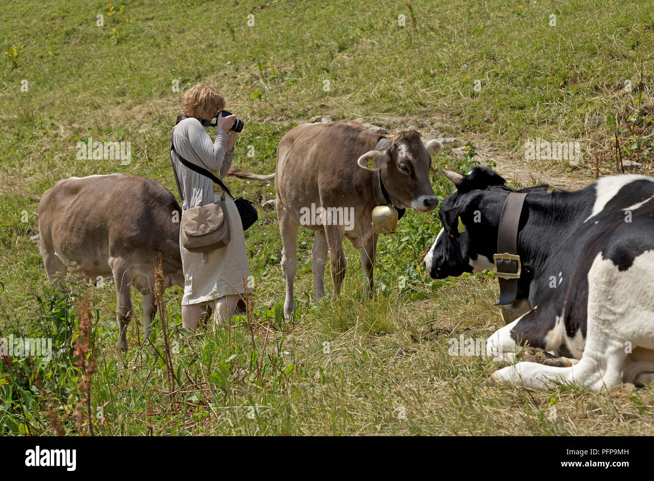 woman taking photos of cattle, Hoher Ifen near Hirschegg, little Walser valley, Austria Stock Photo