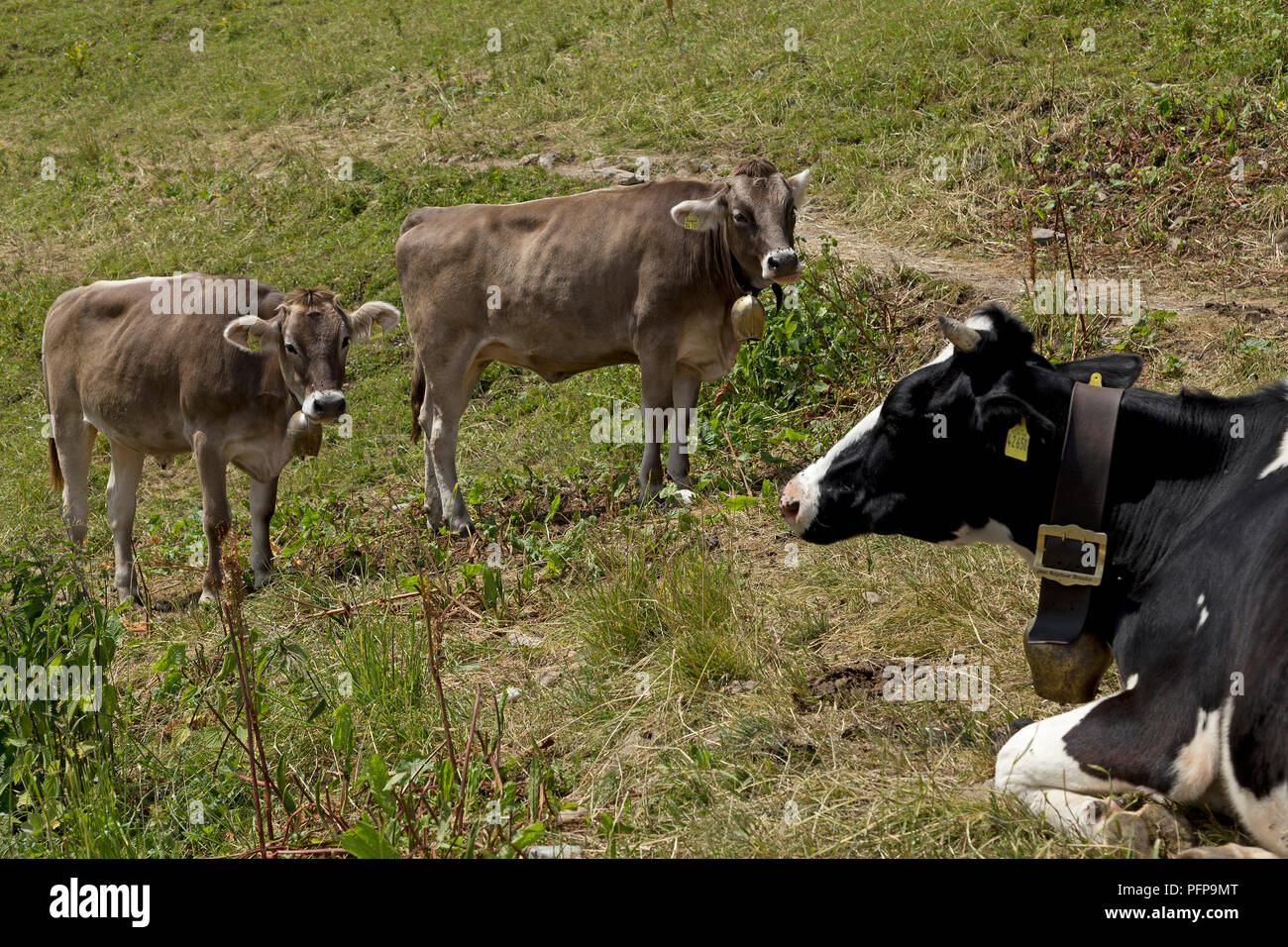 cattle with bells, Hoher Ifen near Hirschegg, little Walser valley, Austria Stock Photo