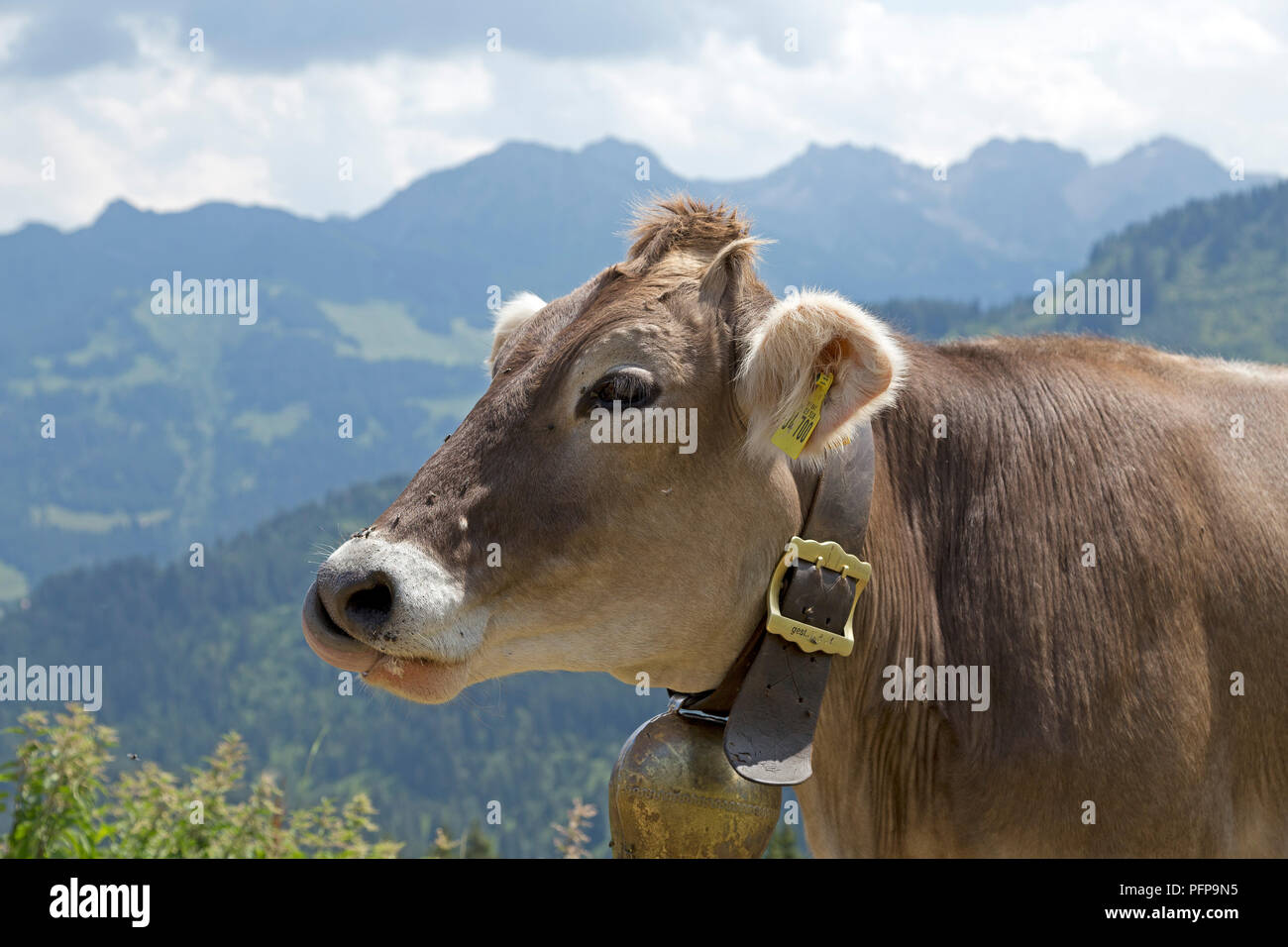 cattle with bell, Hoher Ifen near Hirschegg, little Walser valley, Austria Stock Photo