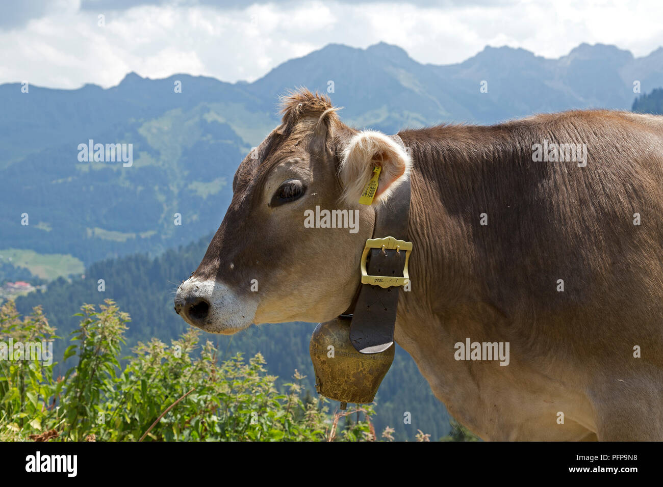 cattle with bell, Hoher Ifen near Hirschegg, little Walser valley, Austria Stock Photo