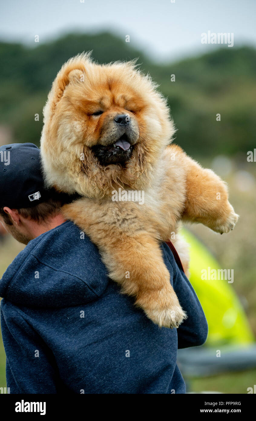 Man carrying a large chow chow dog. Stock Photo