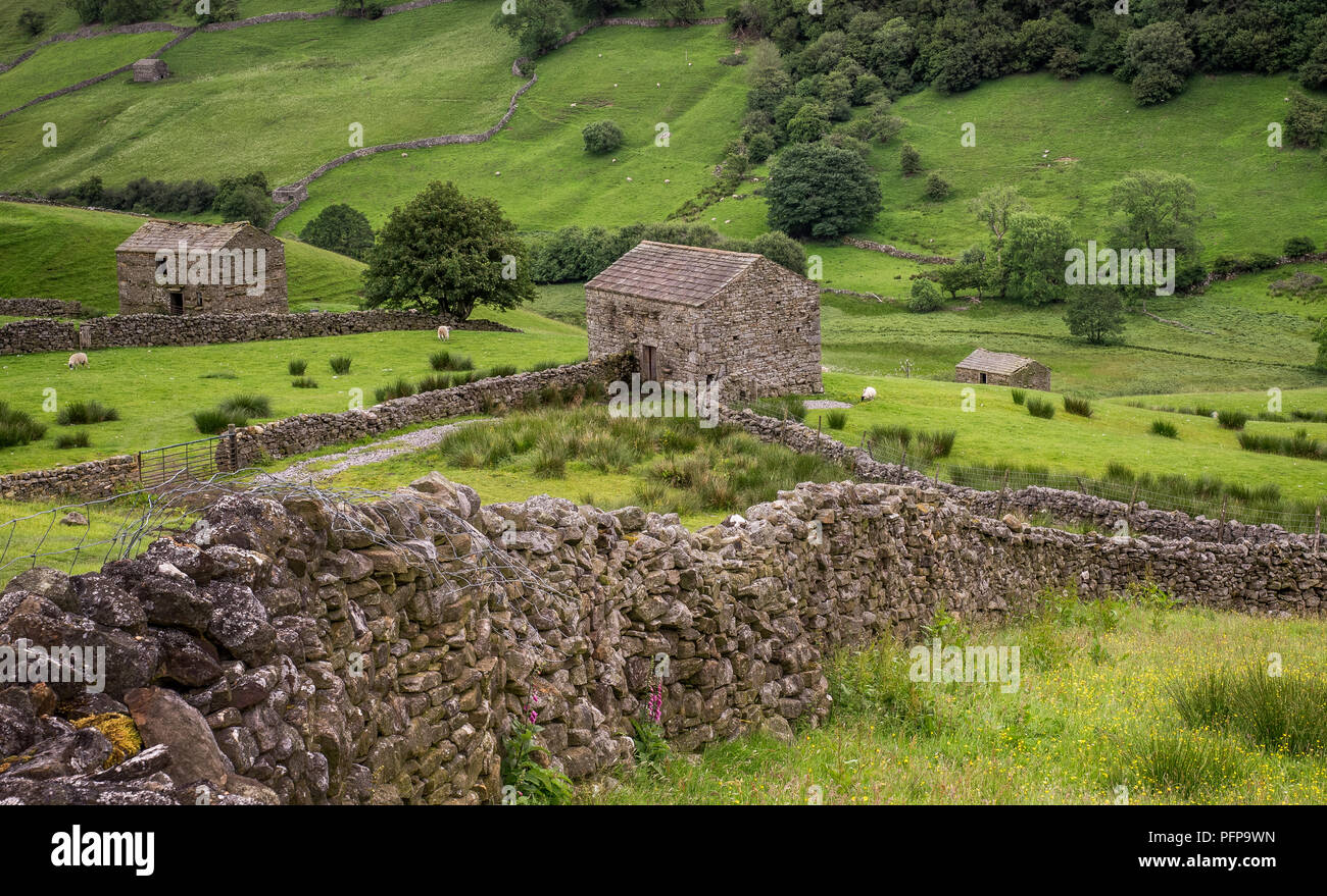 Swaledale in the Yorkshire Dales National Park Its upper parts are particularly striking because of its large old limestone field barns , stone walls  Stock Photo