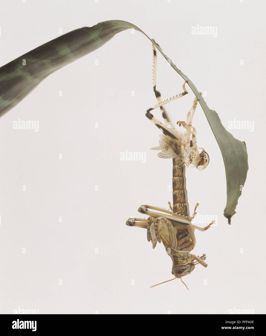 Locust hanging upside down under blade of grass almost free of old skin ...