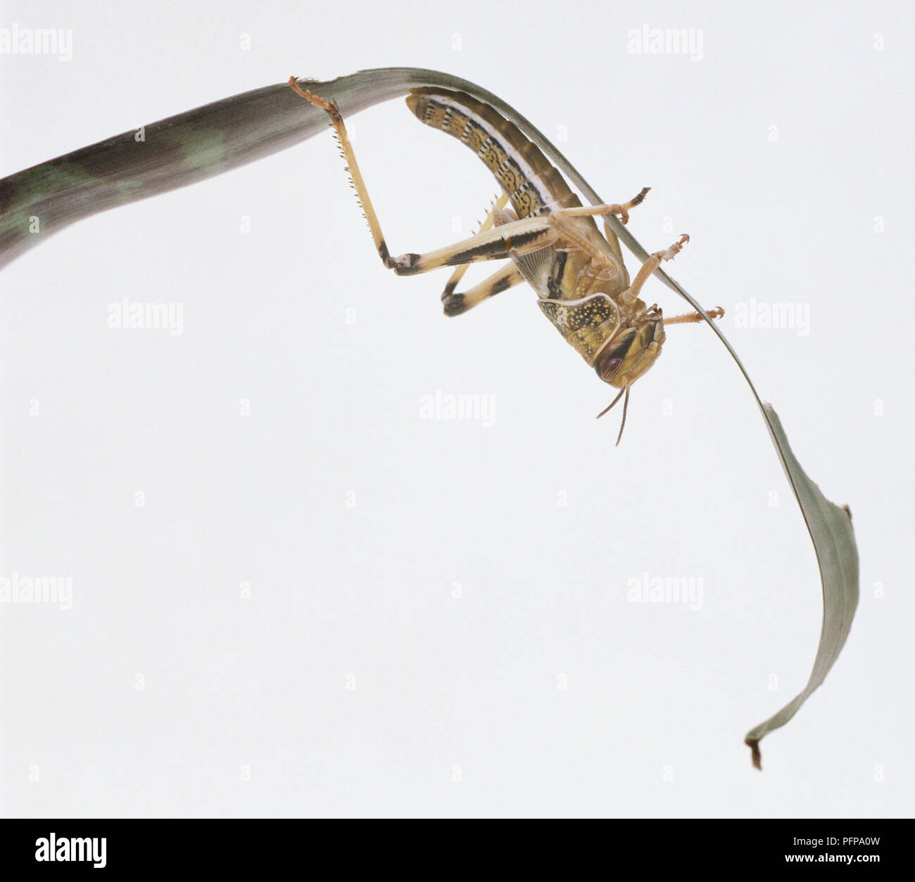 Locust hanging upside down on blade of grass Stock Photo - Alamy