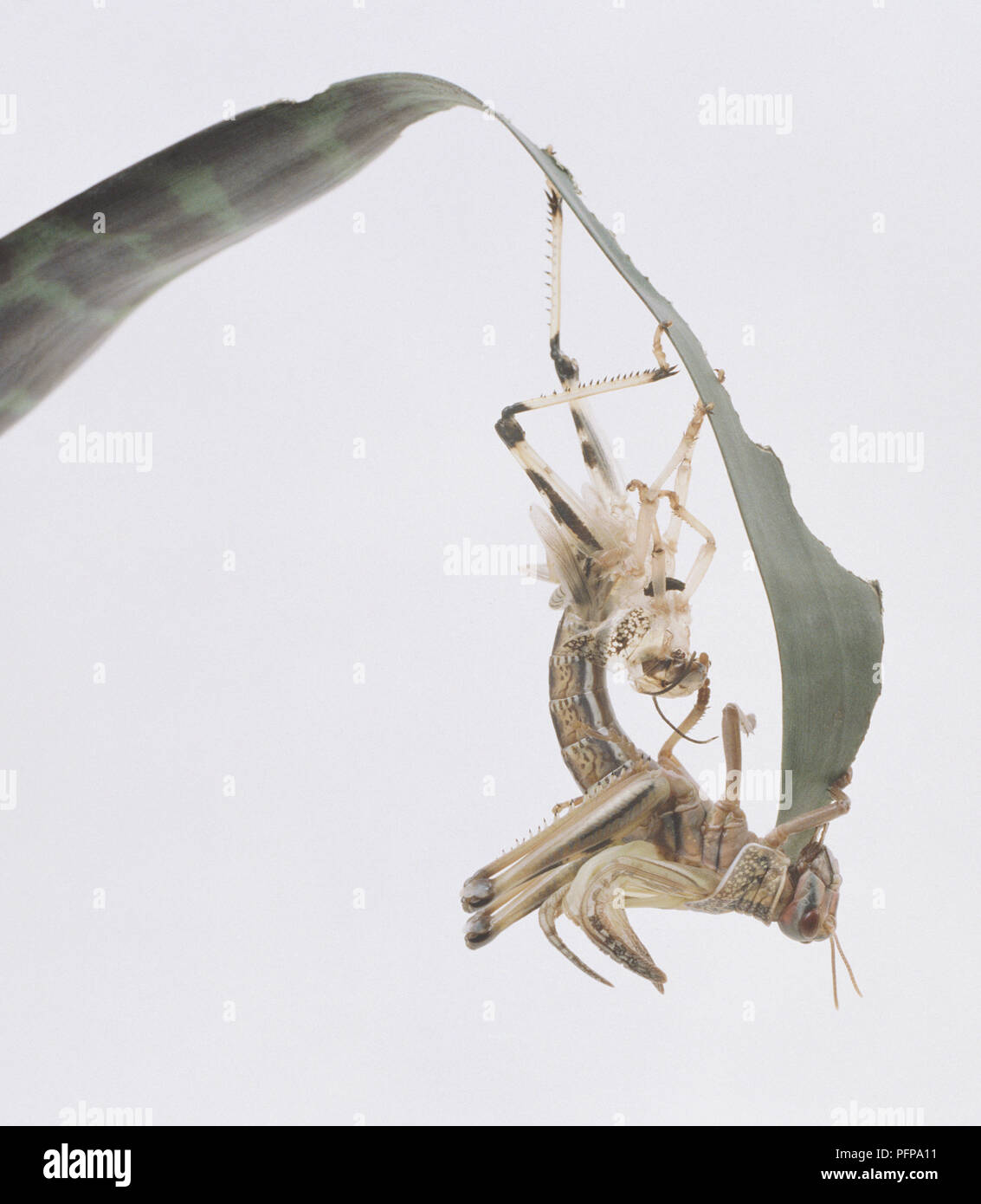 Locust hanging upside down under blade of grass almost free of old skin ...