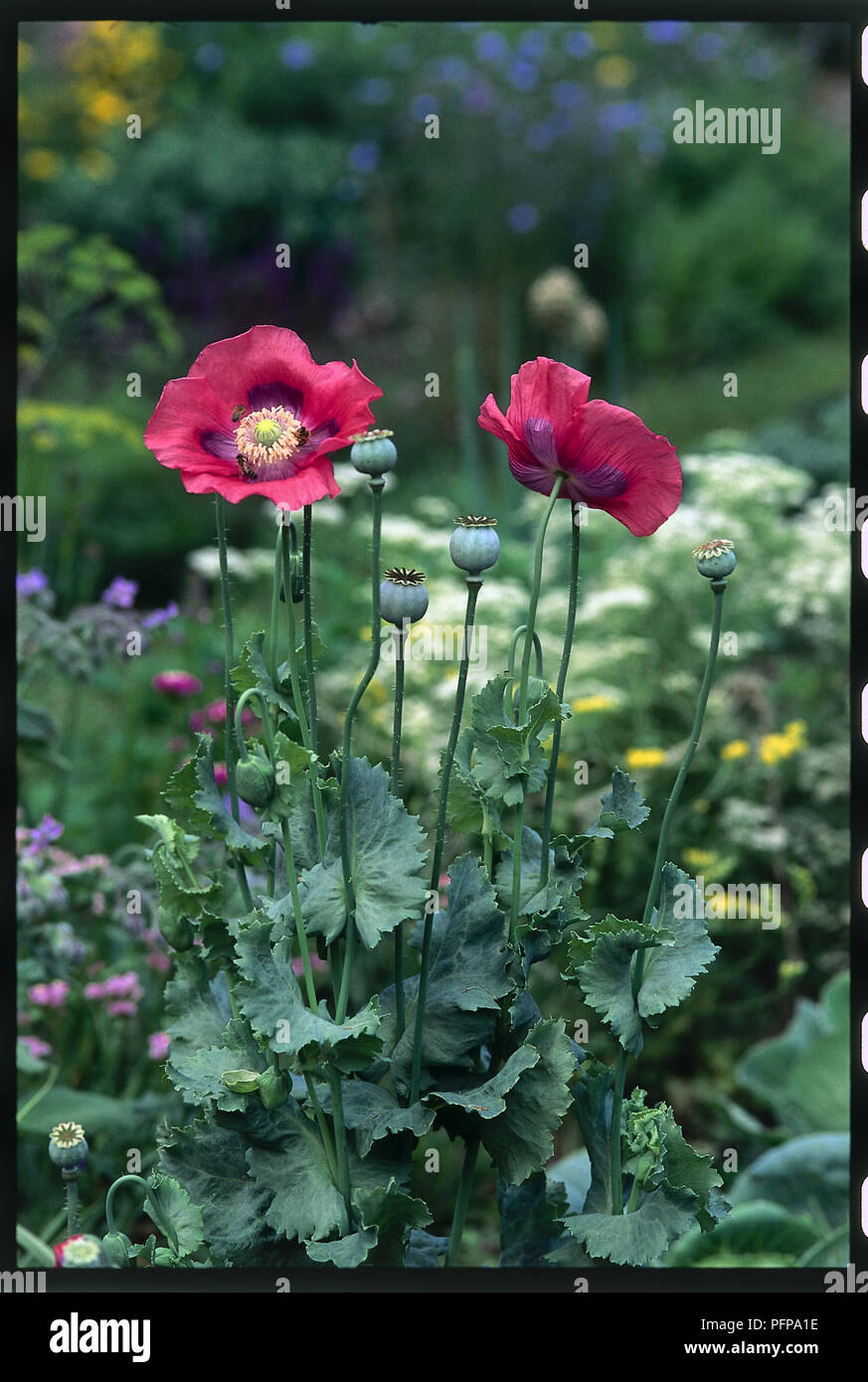 Red opium poppies Stock Photo