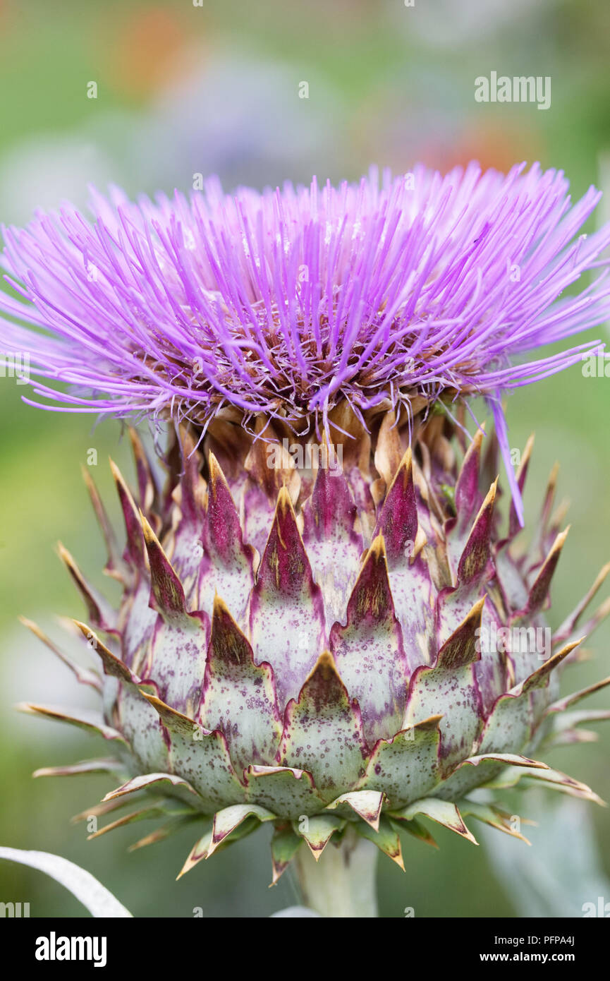 Cynara cardunculus. Cardoon growing in an herbaceous border. Stock Photo