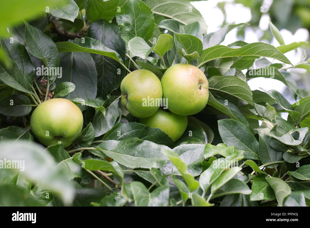 Malus domestica 'George Neal' fruit. Apple 'George Neal' on the tree. Stock Photo