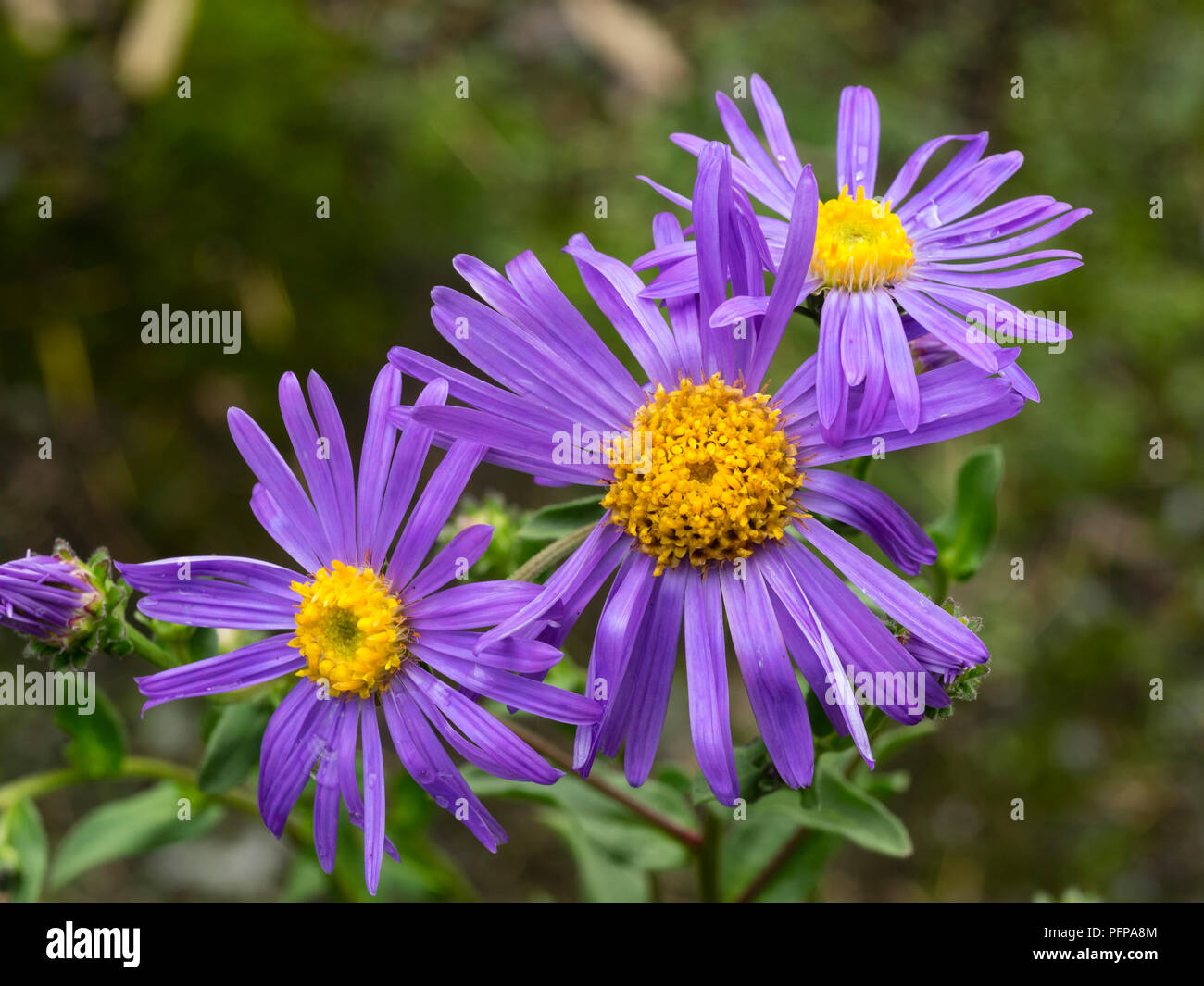 Violet-blue daisy flowers of the late summer blooming Italian aster, Aster amellus 'King George' Stock Photo