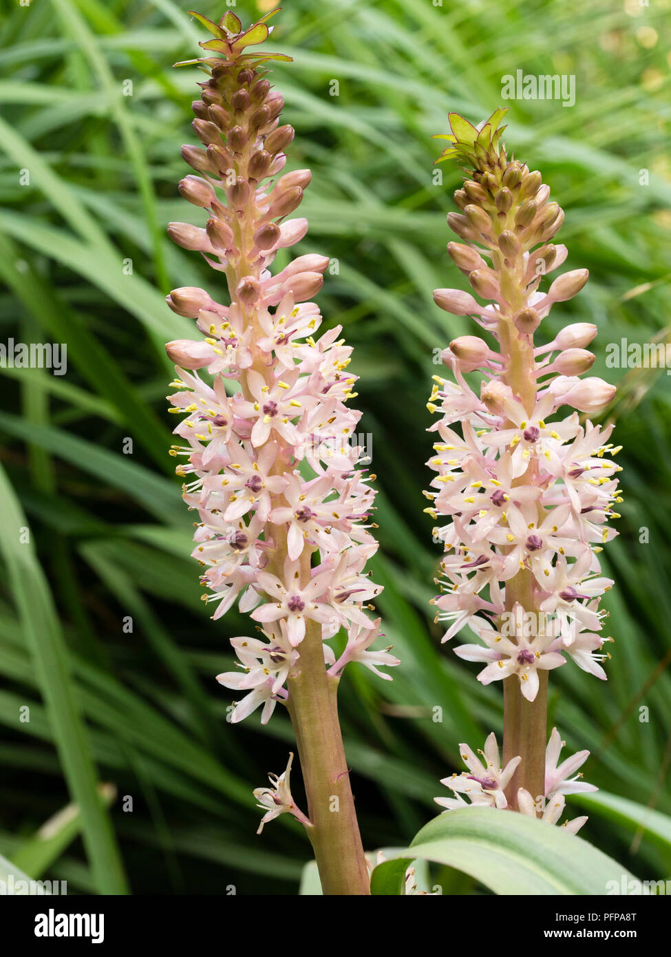 South african flower hires stock photography and images Alamy