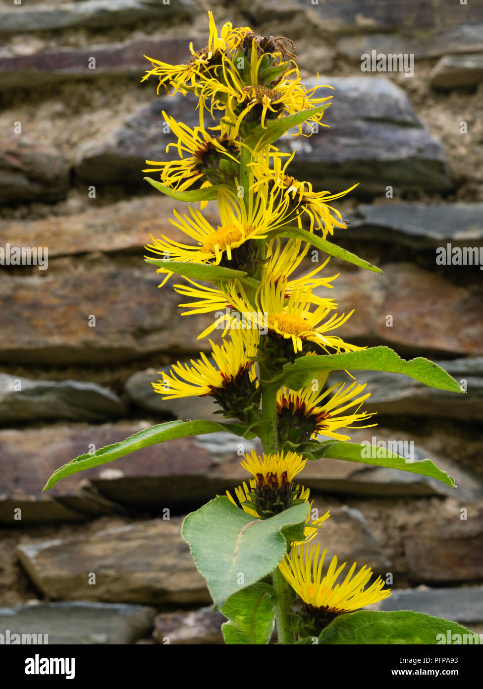 Tall spike with yellow daisy flowers at each leaf axil of the Indian elecampane, Inula racemosa Stock Photo