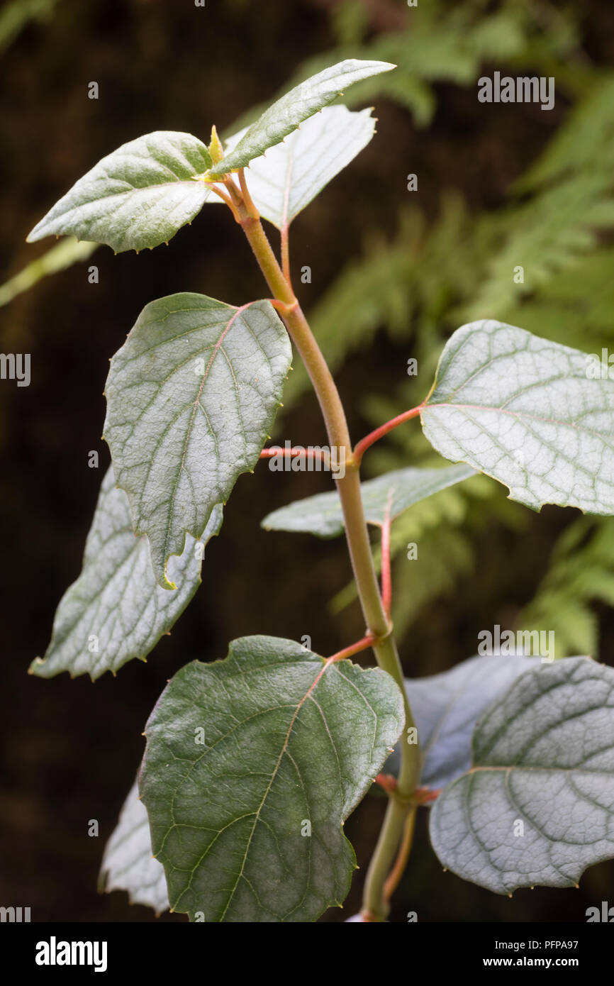 Silvery deciduous foliage of the self clinging hardy climber, Schizophragma hydrangeoides 'Moonlight' Stock Photo