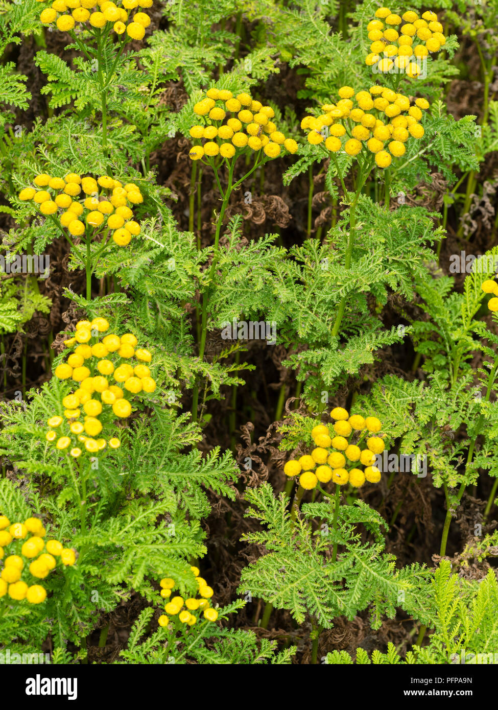 Yellow button flowers and ferny foliage of tansy, Tanacetum vulgare, a medicinal herb which is toxic in larger quantities Stock Photo