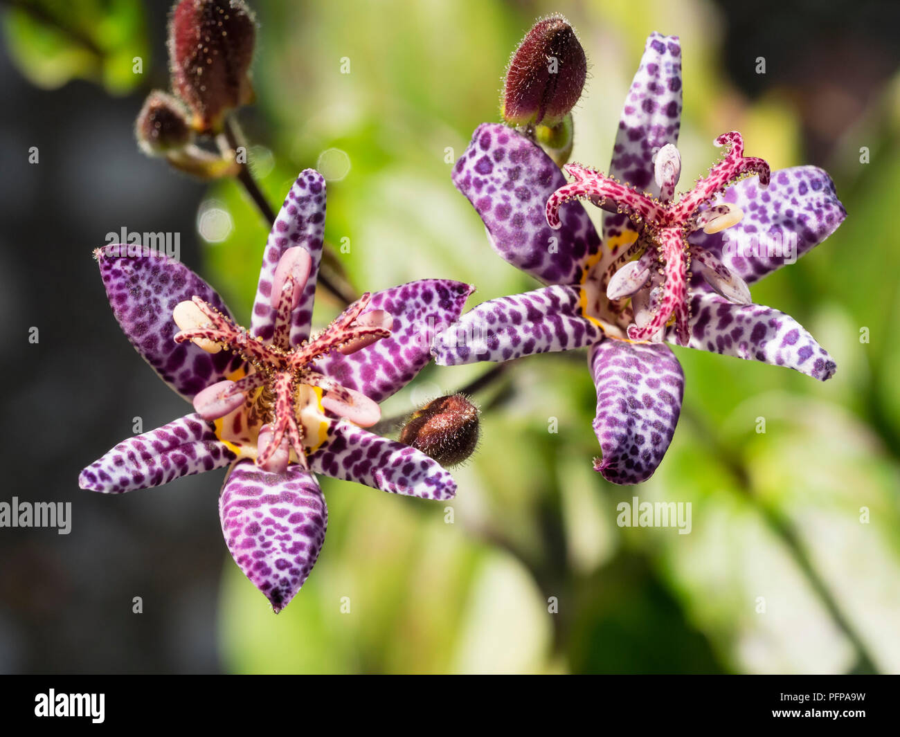 Curious, spotted, late summer flowers of the perennial toad lily, Tricyrtis formosana 'Kestrel' Stock Photo