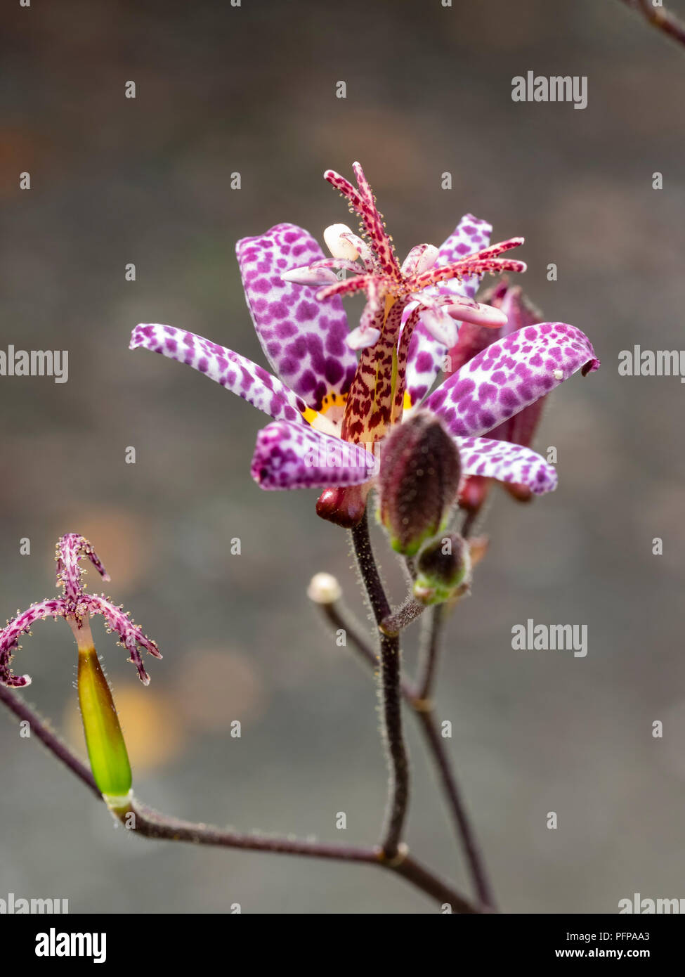 Curious, spotted, late summer flower of the perennial toad lily, Tricyrtis formosana 'Kestrel' Stock Photo